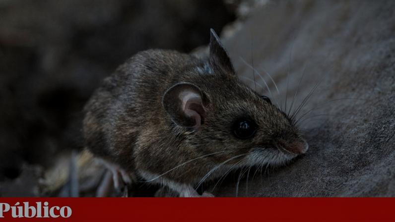 A principal forma de transmissão dos hantavírus são as fezes ou urina de roedores, como ratinhos