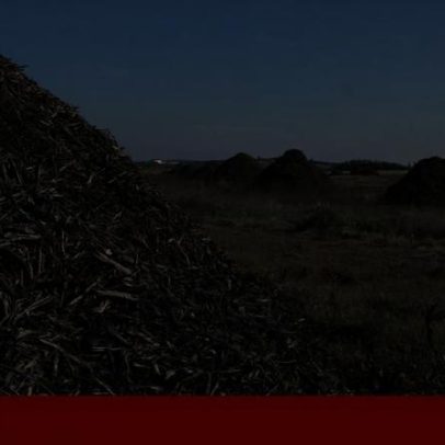 Água insuficiente e erros na plantação reduzem 270 hectares de amendoal