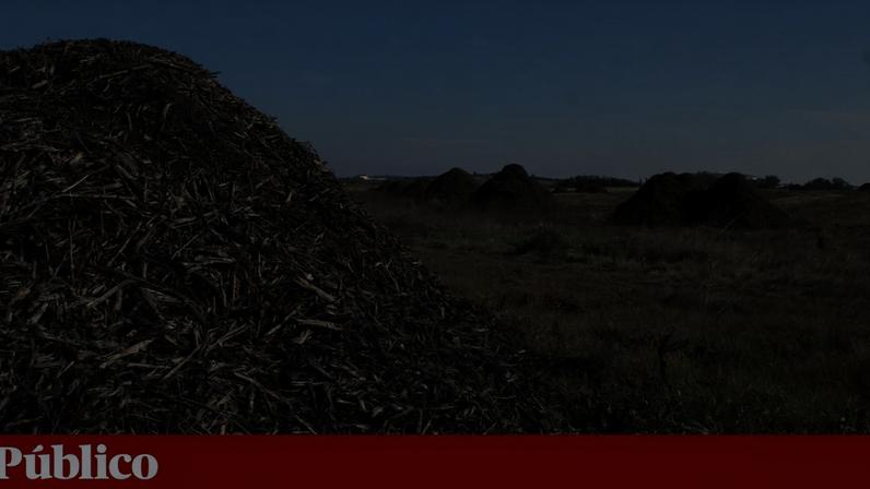 Água insuficiente e erros na plantação reduzem 270 hectares de amendoal