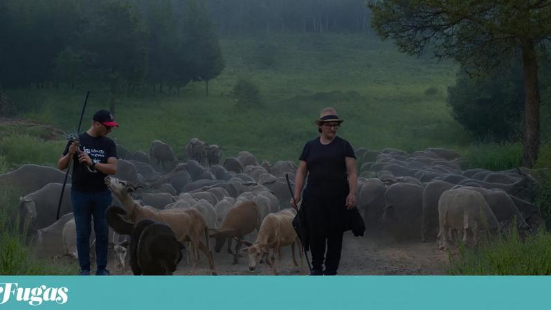 Transumância ressurge no Centro e identidade pastoral corre risco