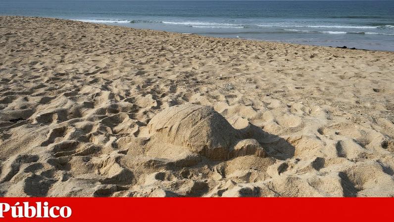 Agência do Ambiente investe em obras de estabilização de arriba na praia de Mafra