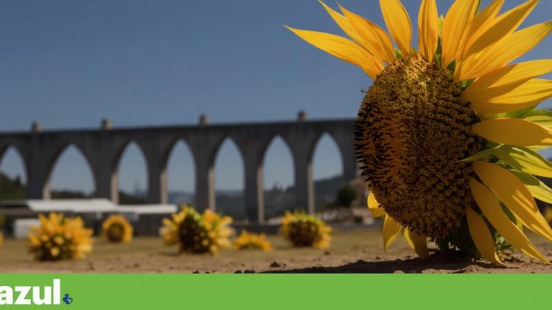 Campo de girassóis em Lisboa: os créditos de natureza podem ser usados para renaturalizar as cidades