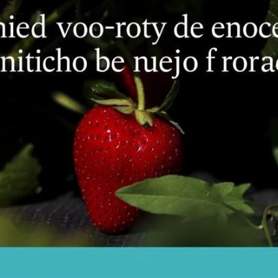 Inicia a época da pesca do morango; quando começa a embarcar?