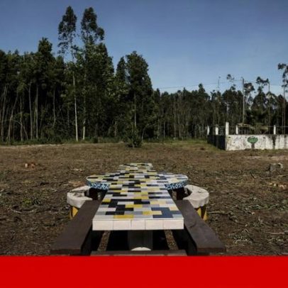 Abate de árvores no Buçaquinho: Câmara de Ovar planeia requalificar