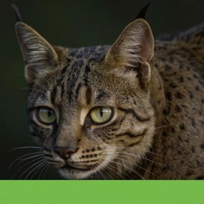 ICNF assume gestão do programa de recuperação do lince com bons resultados