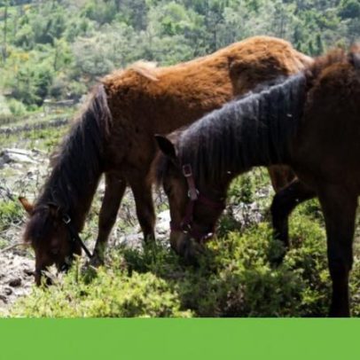 Salvar o lobo não pode condenar raças autóctones, dizem criadores