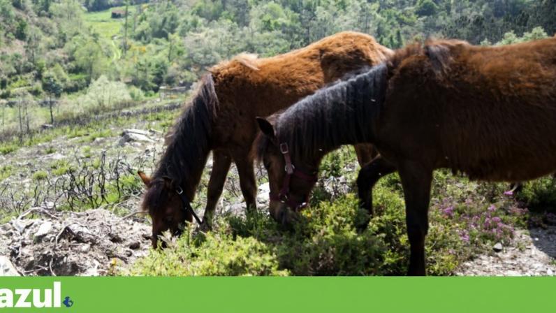 Salvar o lobo não pode condenar raças autóctones, dizem criadores