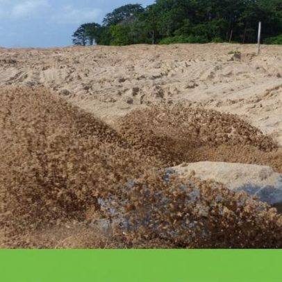 Tartarugas-marinhas de Cabo Verde e Guiné-Bissau ganham livro