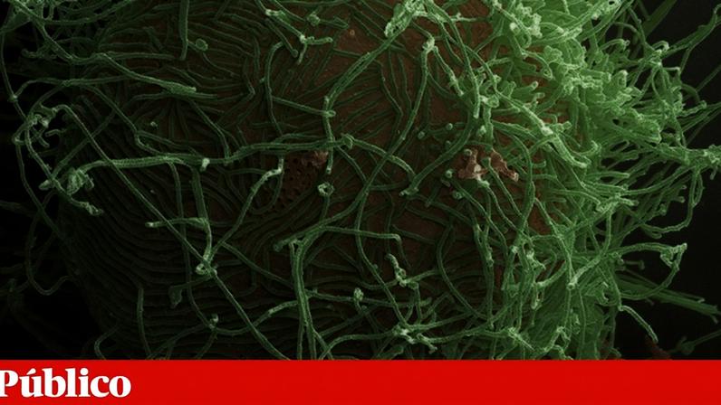 Fotografia microscópica aos fragmentos do vírus Ébola responsável pelo novo surto de infecções na República Democrática do Congo e no Uganda