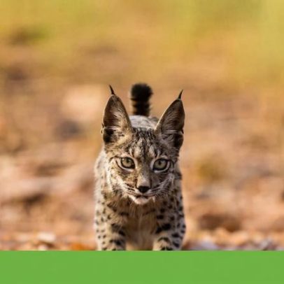 Transição no centro do lince-ibérico: equipa garante não abandonar animais