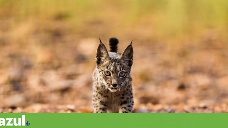 O centro atravessa uma fase sensível, marcada pelo crescimento das crias e pelos conflitos entre juvenis