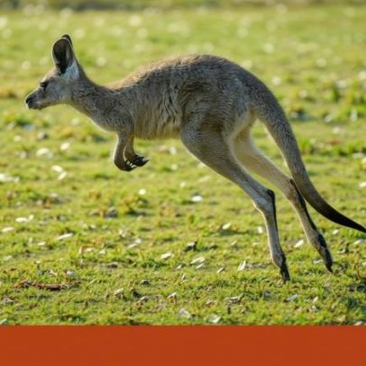 Canguru à solta no Alto Minho permanece não recuperado pela GNR após 12 dias