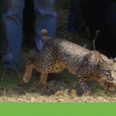 Ministra envia recomendação ao ICNF para salvaguardar linces-ibéricos