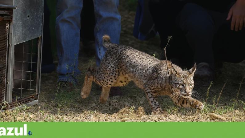 Libertação de casal de linces-ibéricos na serra do Caldeirão, em 2022