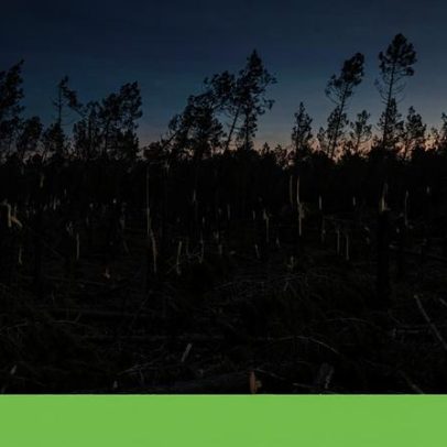 Governo concede até 1500 euros por hectare para limpar floresta com fotografia