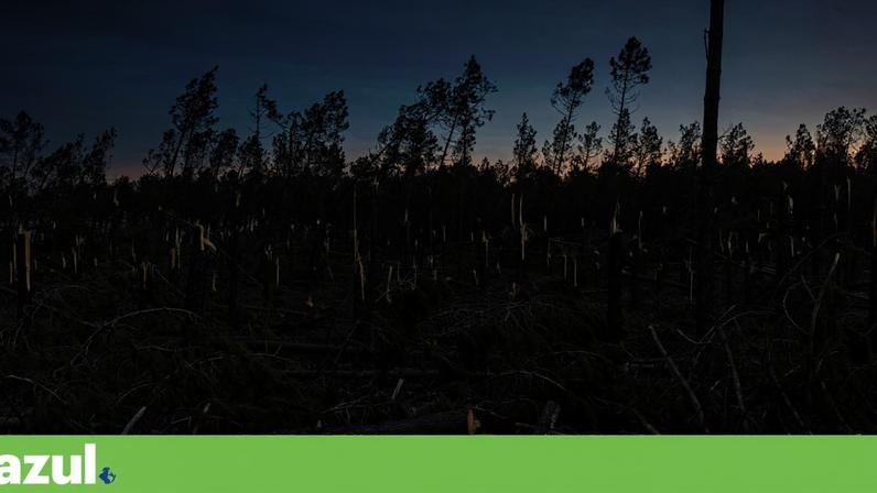 Efeitos e danos causados pela passagem da tempestade *Kristin*. Queda de árvores e destruição da Mata Nacional de Leiria