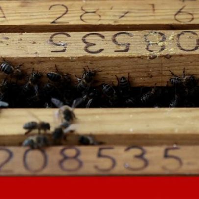 Dia Mundial das Abelhas: colmeias oferecidas a apicultores