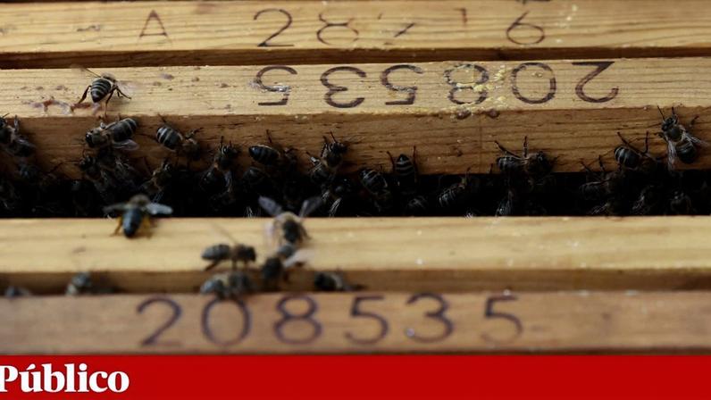 Além das abelhas do mel, “há outras 20 mil espécies, e todas elas contribuem para a polinização”