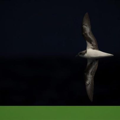 O oceano aquece e reduz espaço para aves marinhas