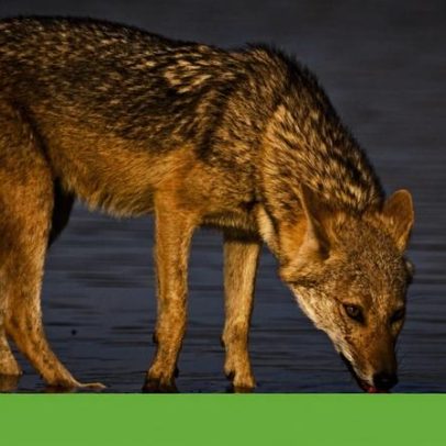 Chacal pode expandir-se até 75% da Europa com apoio humano