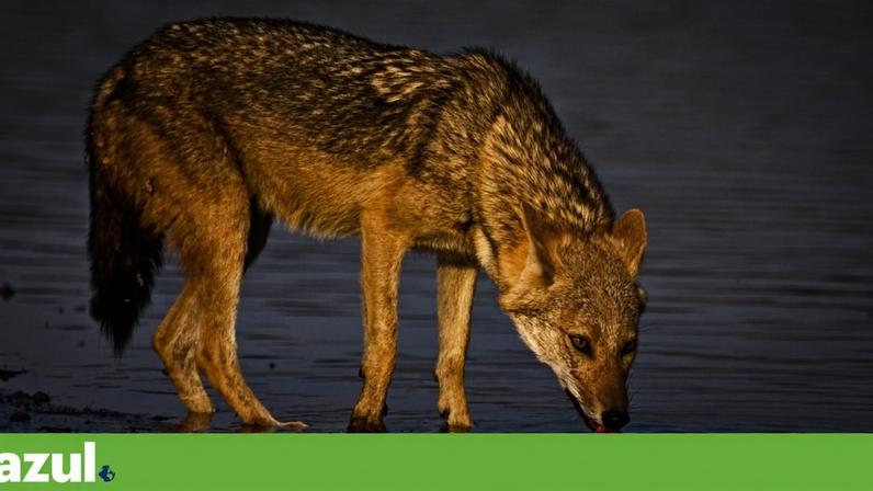 Chacal pode expandir-se até 75% da Europa com apoio humano