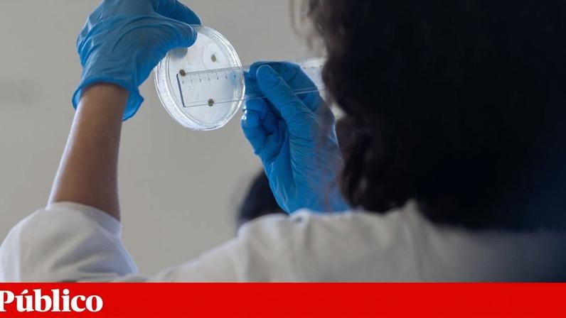 Uma parte significativa dos cientistas em Portugal está sujeita a contratos precários