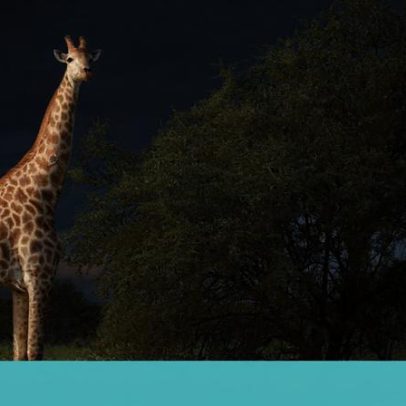 África do Sul: Parque Kruger completa cem anos de atratividade turística