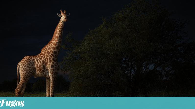 África do Sul: Parque Kruger completa cem anos de atratividade turística