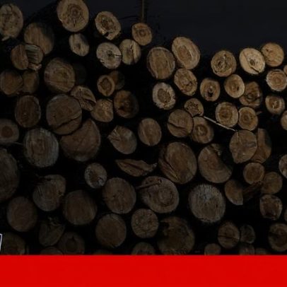 ICNF afirma cumprimento da legislação no abate de pinheiros em Sesimbra