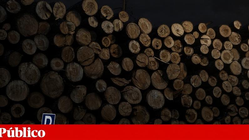 O ICNF realizou acções de fiscalização, reiterando que não foram detectadas alterações do uso do solo ou cortes de espécies protegidas