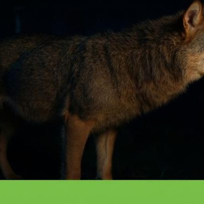 Ambientalistas alertam risco à proteção do lobo com alterações ao PEPAC