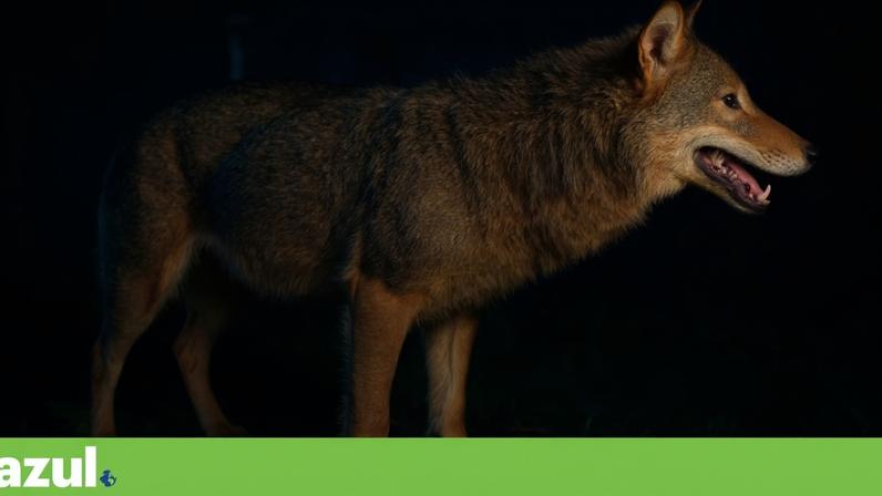 Ambientalistas alertam risco à proteção do lobo com alterações ao PEPAC