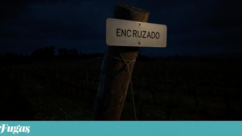 ASM adriano miranda - 09 Maio 2018 - Portugal, Gouveia - Quinta da Casa Da Passarella, Passarela, vinhas, videiras, casta encruzado - Vnhos do Dao (encosta ocidental da Serra da Estrela)
