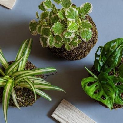 Kokedama: uma prática que vai além da bola de musgo