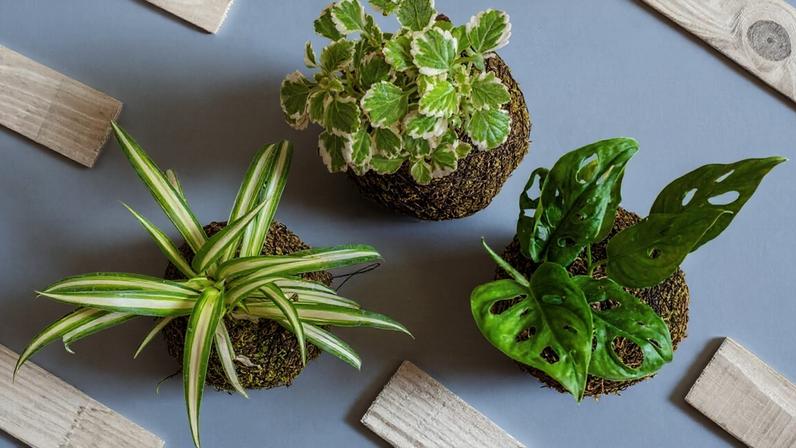 Kokedama: uma prática que vai além da bola de musgo