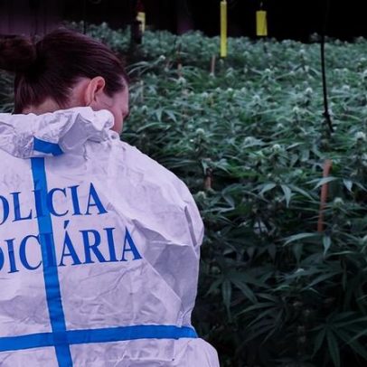 Doze detidos em Braga, no Porto e em Aveiro por produção e tráfico de cannabis
