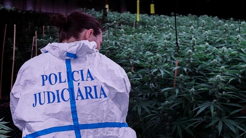 Doze detidos em Braga, no Porto e em Aveiro por produção e tráfico de cannabis