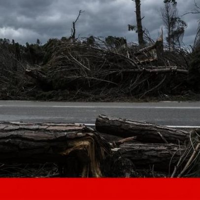 Leiria acelera limpeza de floresta antes do Verão