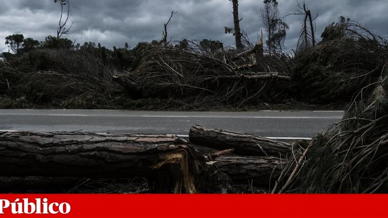 Leiria acelera limpeza de floresta antes do Verão