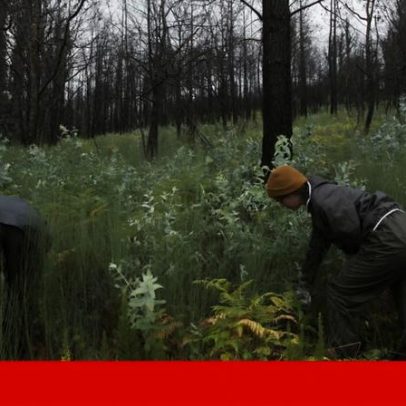 Prestação Social Única associada ao RSI pode ser limitativa