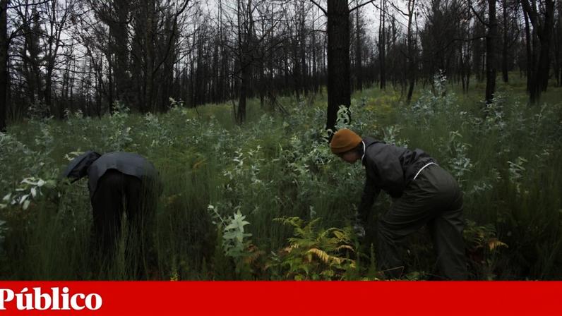 Prestação Social Única associada ao RSI pode ser limitativa