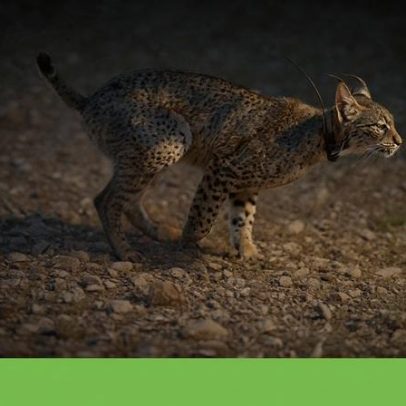 ICNF garante continuidade da equipa no centro de reprodução do lince-ibérico