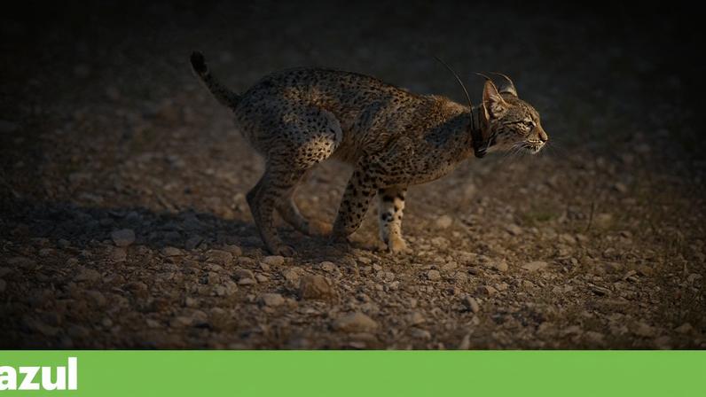 ICNF garante continuidade da equipa no centro de reprodução do lince-ibérico