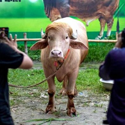 Búfalo chamado de 'Donald Trump' poupado de sacrifício no Bangladesh