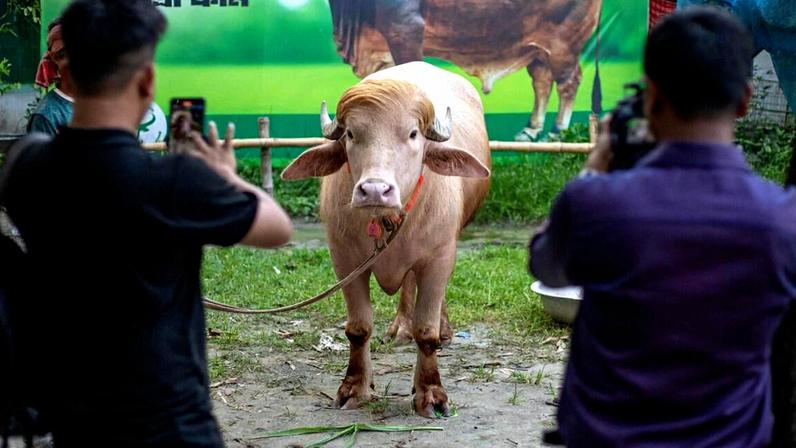 Búfalo chamado de 'Donald Trump' poupado de sacrifício no Bangladesh