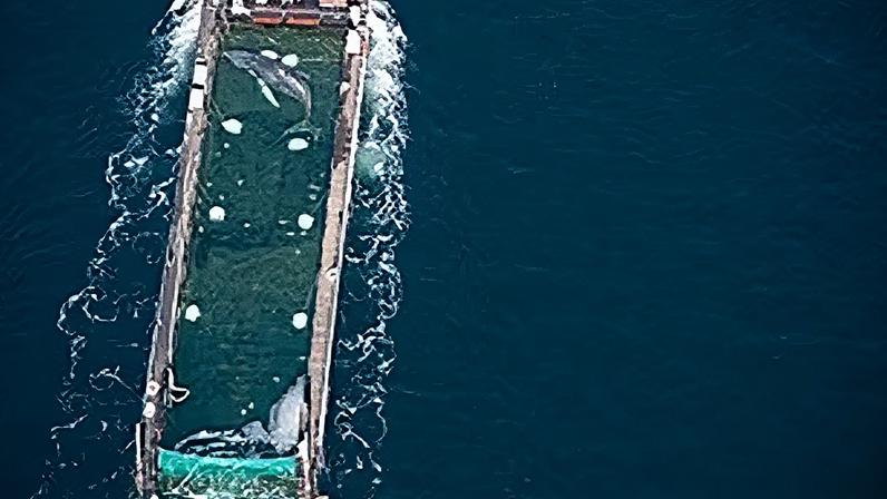 Baleia avistada junto à costa desperta curiosidade