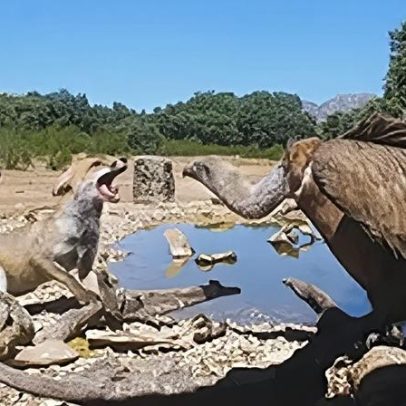Proteção da Natureza: políticas e ações em curso para conservação