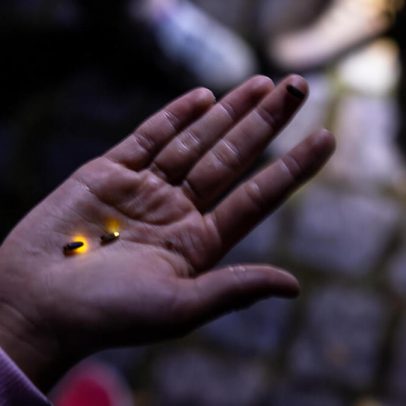 Pirilampos e outras espécies observáveis nas noites da Serra de Sintra