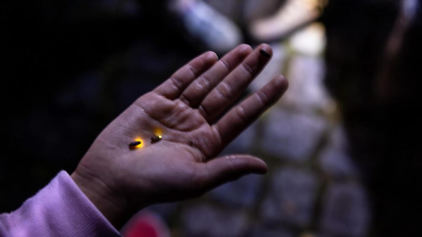 Pirilampos e outras espécies observáveis nas noites da Serra de Sintra