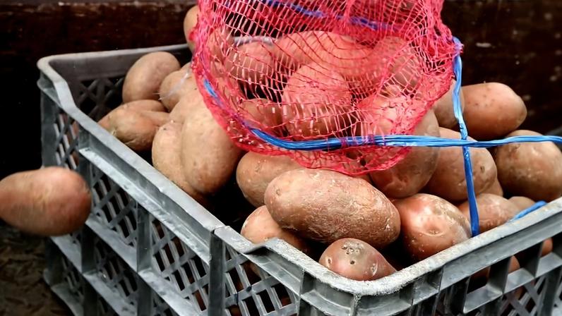 Português consumiu quase 95 kg de batata em 2025